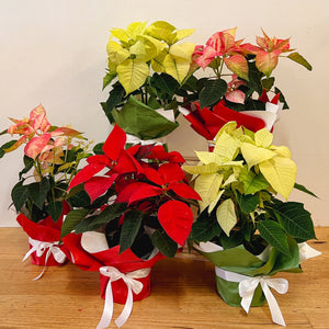 Poinsettia