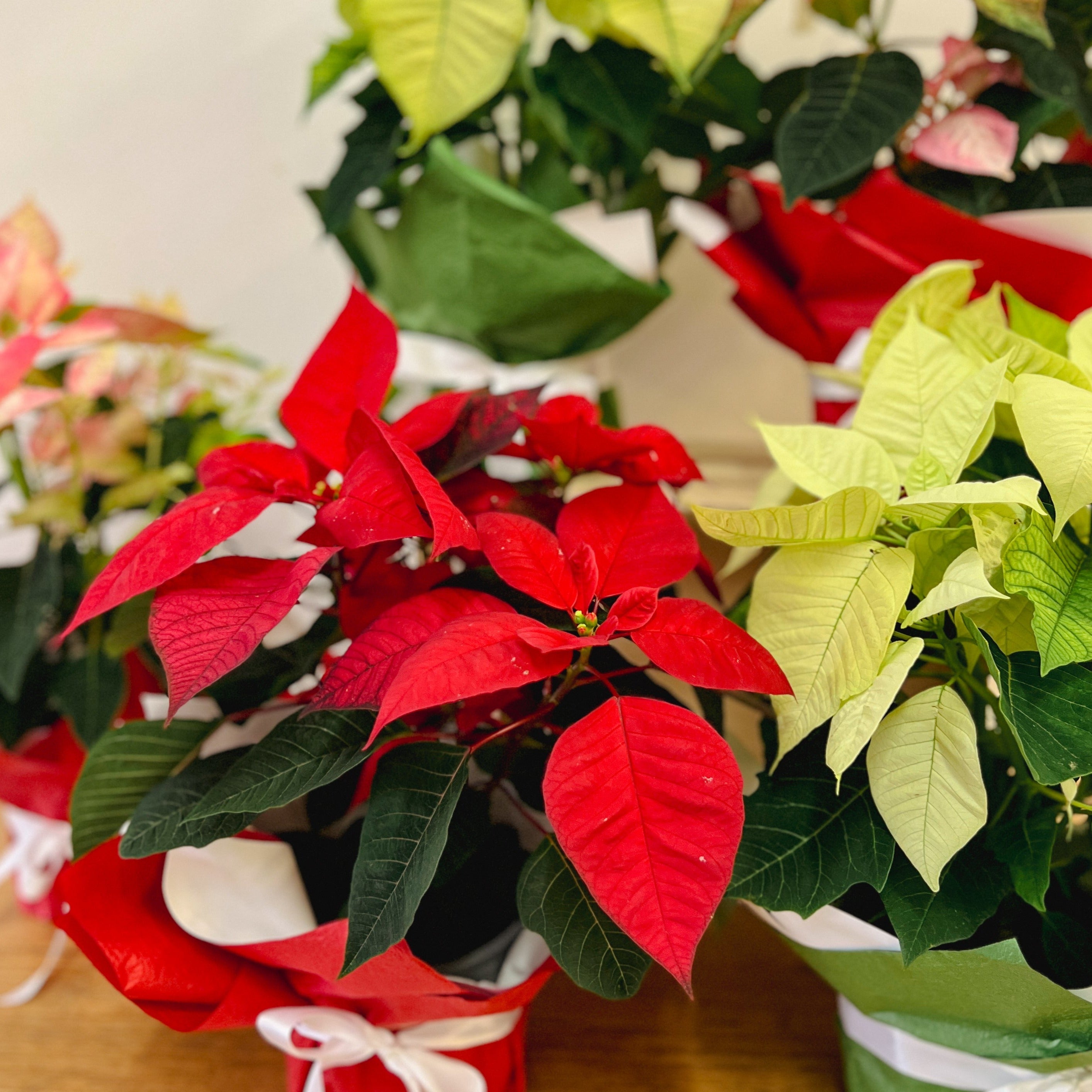 Poinsettia